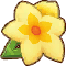 Bloomed Golden Shower