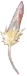 Harpy’s Feather